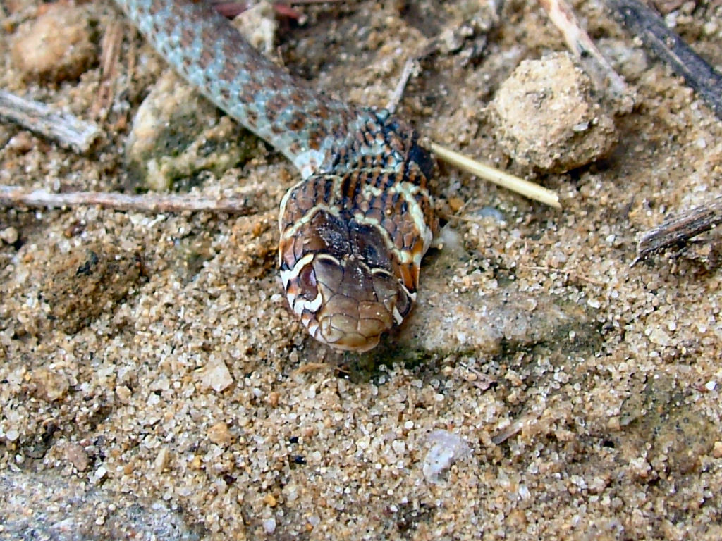 Hierophis viridiflavus: biacco giovane